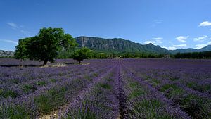 Lavendelveld in Drôme Provençale van Foto Amsterdam/ Peter Bartelings