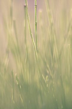 Gras van Robert Wiggers