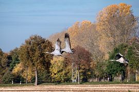 Grues en vol bas