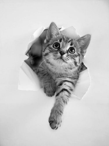 Zwart wit portret van een kitten