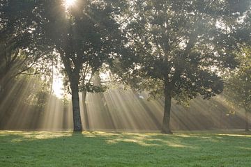 Sonnenstrahlen..... von Sabine Wiechmann