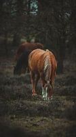 Wildpferde