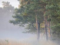Vroege morgen