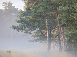 Early morning by Desirée de Beer