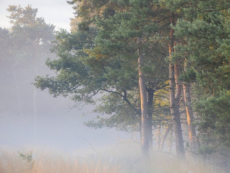 Vroege morgen van Desirée de Beer