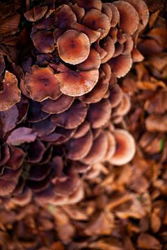 Cascade de champignons sur Anouk Pross