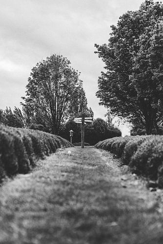 Wanaka Lavendeltuin: Een Geurige Oase