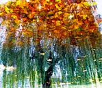 Tree Magic 143 by MoArt (Maurice Heuts) thumbnail