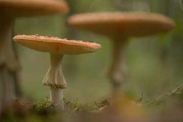 Fly agaric (Amanita muscaria). by Moetwil en van Dijk - Fotografie