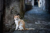 Kat in Steeg