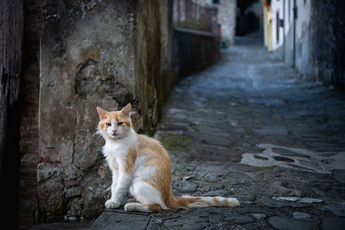 Alley with cat