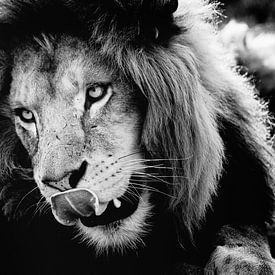 Löwe mit der Zunge aus dem Mund! von Eric van Horrik