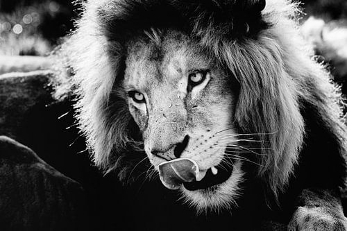 Leeuw met tong uit de mond!