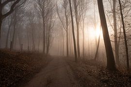 Wald Hohenstein6 von Lorant Petrik