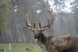 Deer in the morning mist by HGU Foto