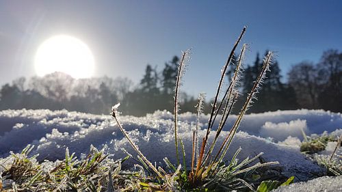 Sneeuw op een weiland bij zonsopkomst.