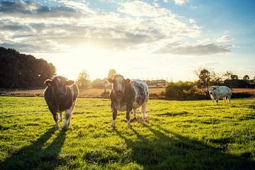 Dutch cows van Emil Cobussen