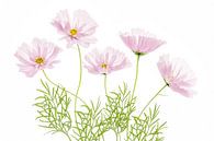 Cosmos Cupcake, Mandy Disher von 1x Miniaturansicht