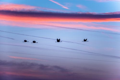 Vliegende kraanvogels tijdens zonsopkomst van Stijn Smits