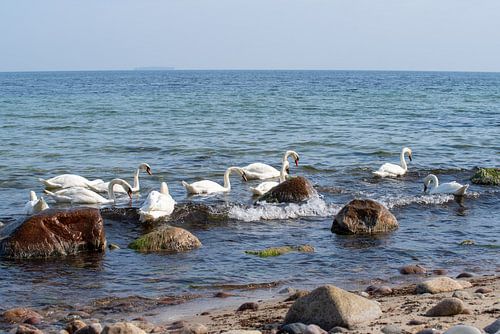 Natur und Vögel am Ostseestrand Ostseebad Sellin auf der Insel 