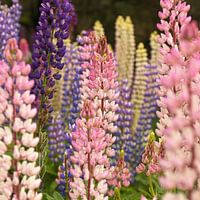 Kleurrijke lupine planten als groep bij elkaar