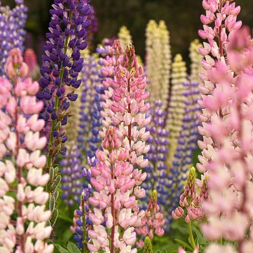 Kleurrijke lupine planten als groep bij elkaar