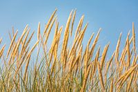 Strandgras auf Sylt