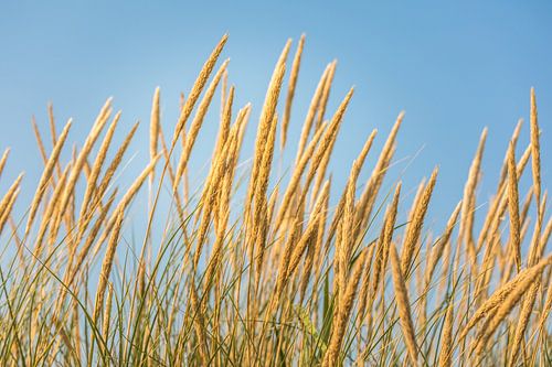 Strandgras auf Sylt