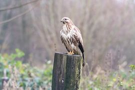 Buzzard sur Merijn Loch