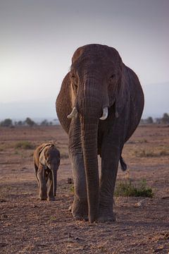 Elefantenmama von Peter Michel