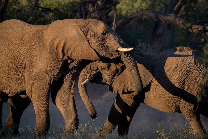 spelende olifanten von Steven Symoens