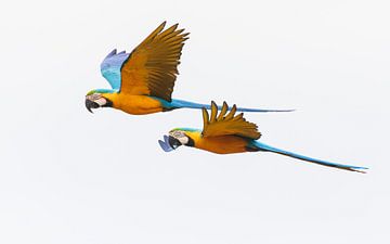 A pair of Blue-and-yellow macaws with a view of the lower wings by Lennart Verheuvel