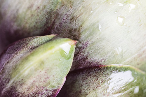ARTIKOK IN DETAIL: mediterrane groente in groen en paars met waterdruppels – macrofotografie