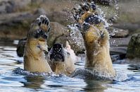 Eisbär spielen'. von Tanja Otten Fotografie Miniaturansicht