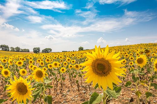 Zonnebloemenveld