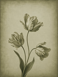 Tulpenstudie von Salt Theory