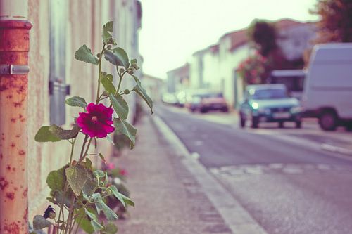 End Of Summer - Ile de Ré