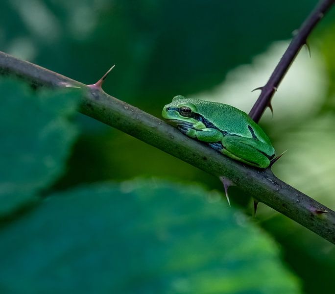 Tree frog by Jean's Photography