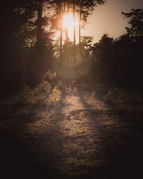 Sunset forest dark & moody van Sandra Hazes