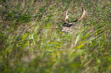 Fallow deer in reeds by Jan Georg Meijer