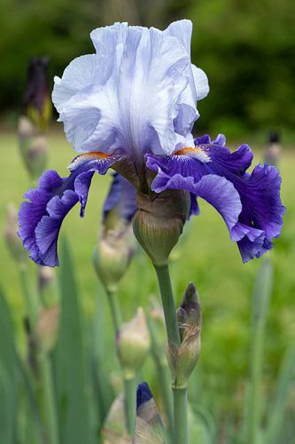 Irissen, Iris barbata