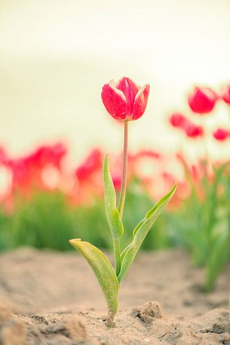 Rode tulp met een veld tulpen in de achtergrond tijdens zonsondergang