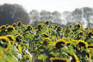 Zonnebloemen met hun hoofd naar de zon.