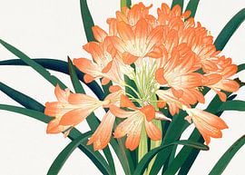 Natal lily Flower - Tanigami Kônan by Apolo Prints