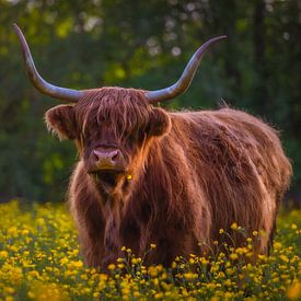 Scottish Highlander between the buttercups by Raynaud Ritsma