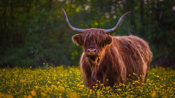 Scottish Highlander between the buttercups