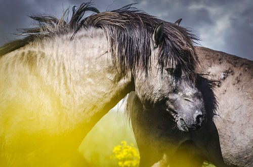 Wild konikspaard van Sharon Zwart