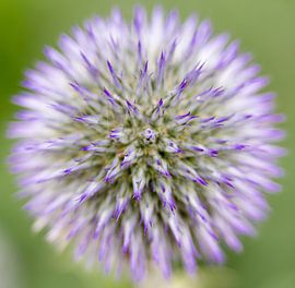 Bloem by Marcel van der Voet