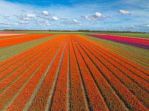 Tulpenfeld im Frühling von oben gesehen