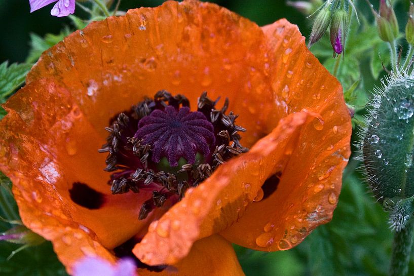 mega papaver in de regen by foto-fantasie foto-fantasie
